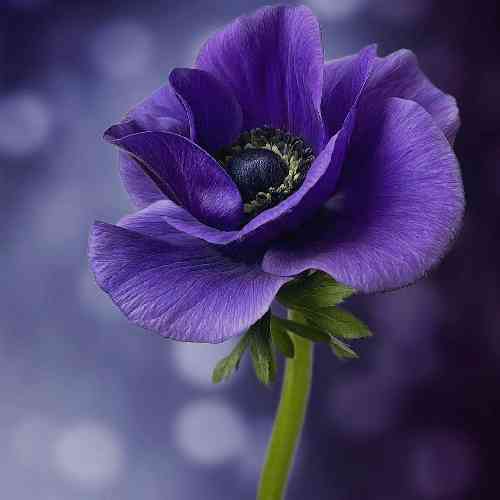  بعضی شبا چشا درشت بیدار بعضی شبا دم پنجره صدا تُپق میاد